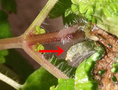 レモンバームの葉を食べる虫の画像