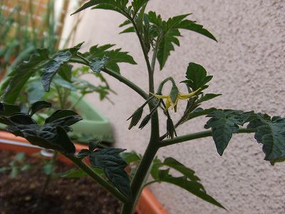 ミニトマト　キャロルロゼの花