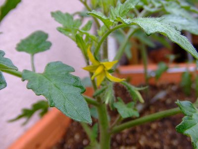 ミニトマト　トゥインクルの花