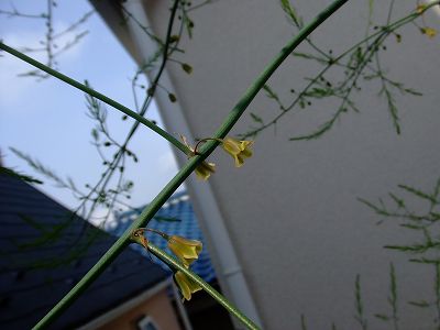 アスパラガスが開花！