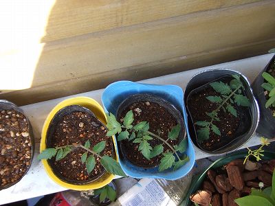 ミニトマト　脇芽から苗作り
