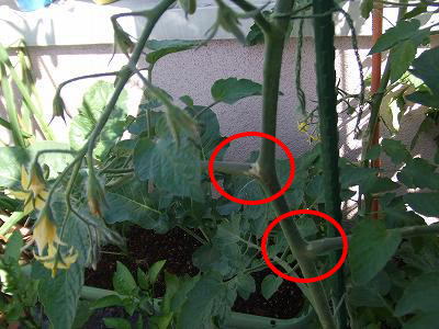 ミニトマトの脇芽かき＋脇芽で苗作り