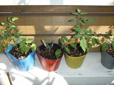 ミニトマトの脇芽かき＋脇芽で苗作り