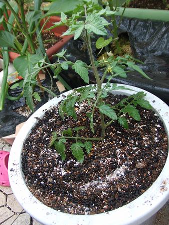 ミニトマト・トゥインクルの脇芽苗を定植