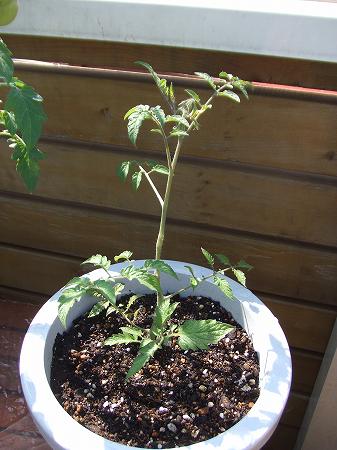 ミニトマト・アイコの脇芽苗を定植