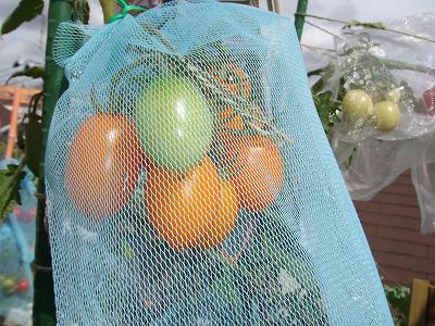 ミニトマトの現状と脇芽栽培