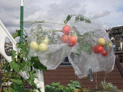 ミニトマトの現状と脇芽栽培
